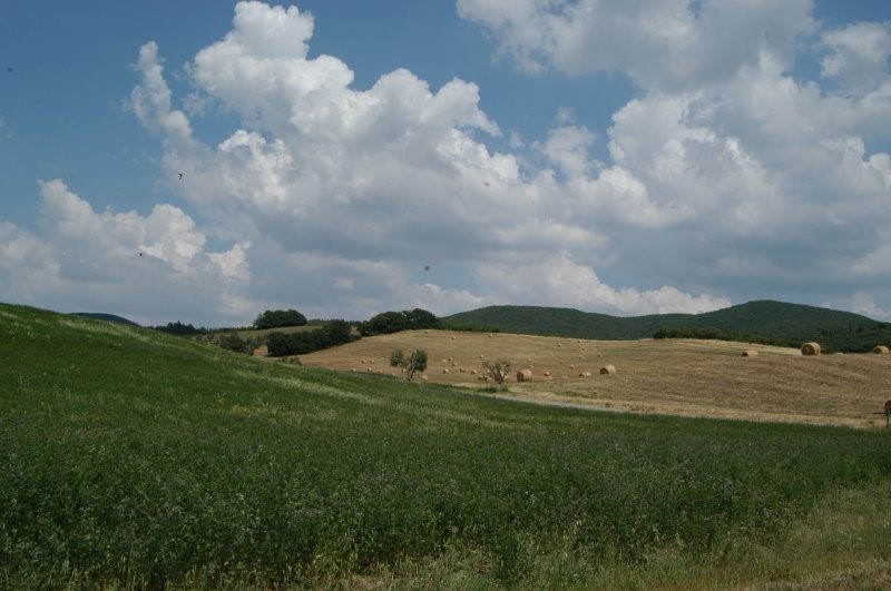 BIBBONA CAMPAGNA